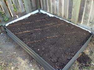 My new garden bed, planted with wheat, rye and barley